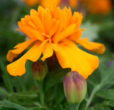 Tagetes-2.jpg